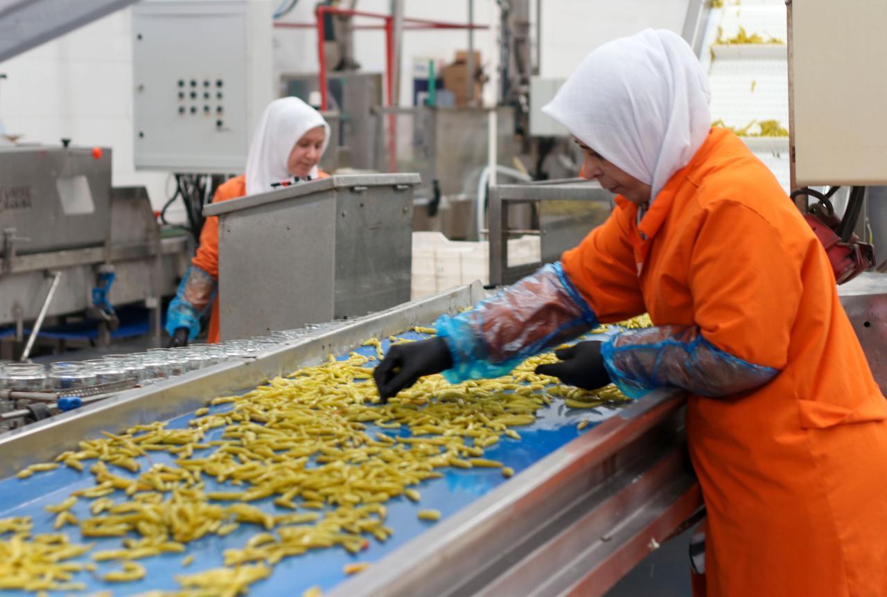 The photo shows workers cleaning, processing, and packing pickles at a production facility in Izmir, Türkiye, before shipping them to buyers abroad on Oct. 25, 2026. (AA Photo)