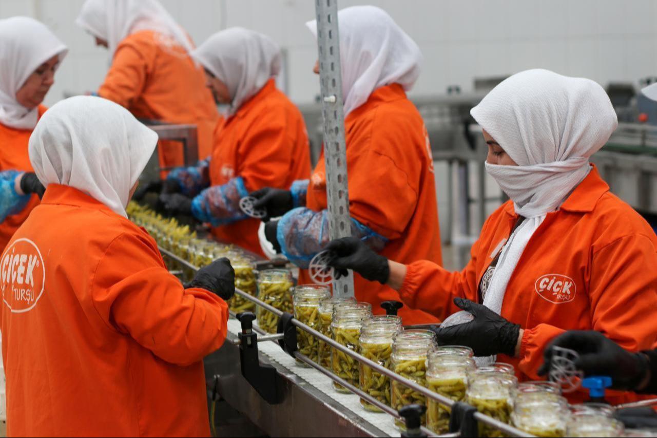 The photo shows workers cleaning, processing, and packing pickles at a production facility in Izmir, Türkiye, before shipping them to buyers abroad on Oct. 25, 2026. (AA Photo)