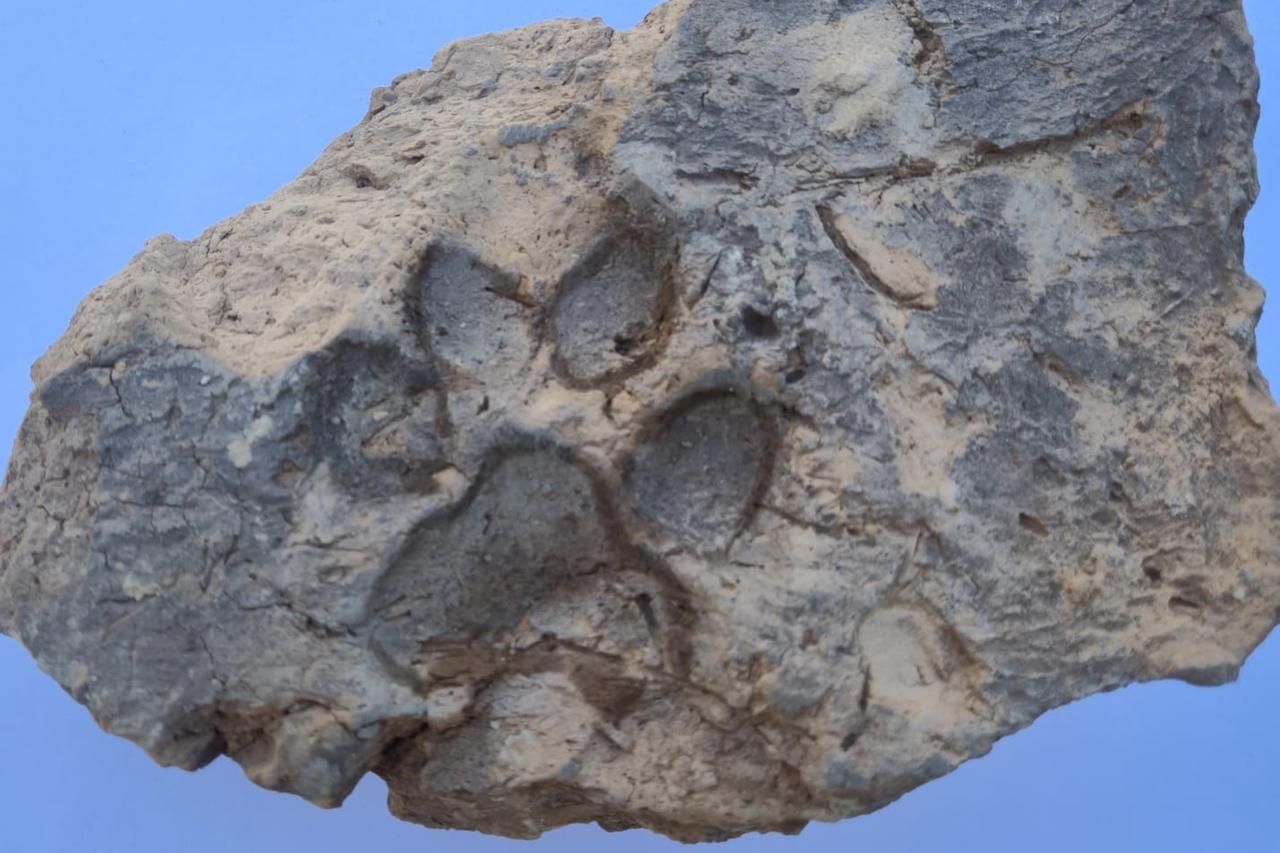 Bronze Age paw prints finds trace of daily life from 4,000 years ago ...