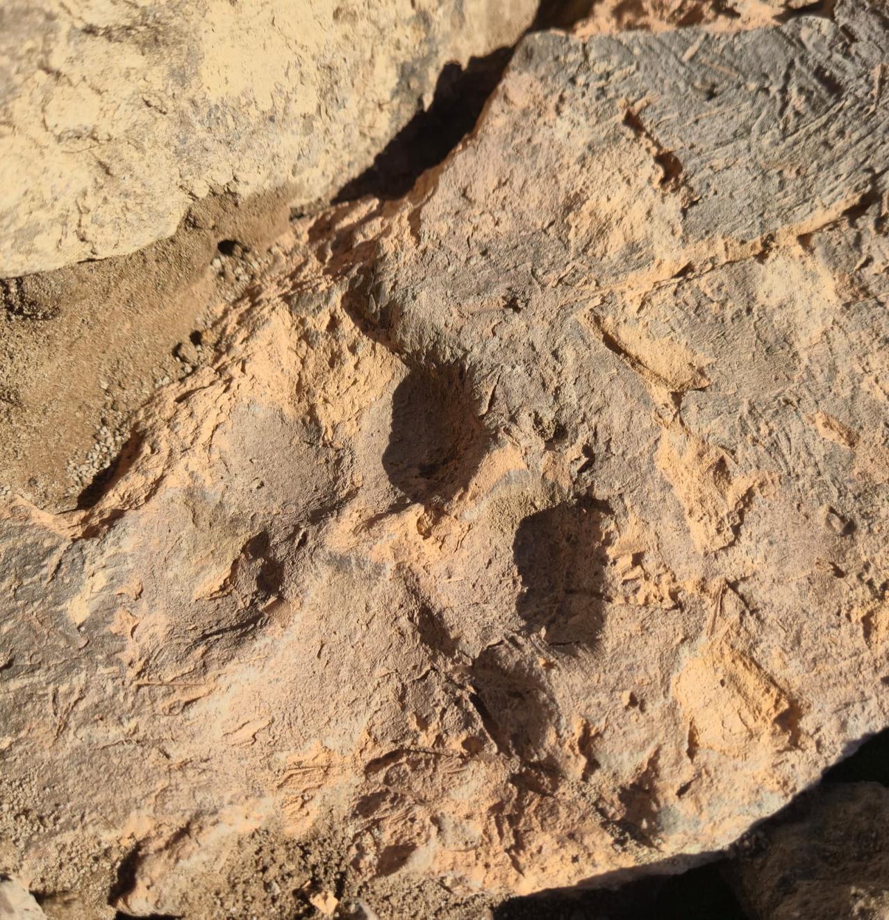 Bronze Age paw prints finds trace of daily life from 4,000 years ago ...