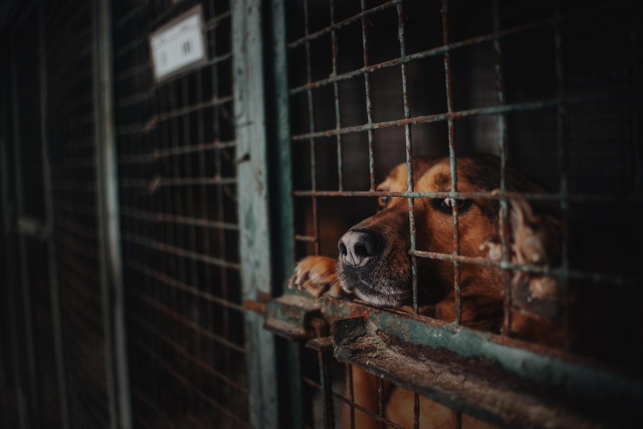 Türkiye declares end to nationwide stray animal roundup