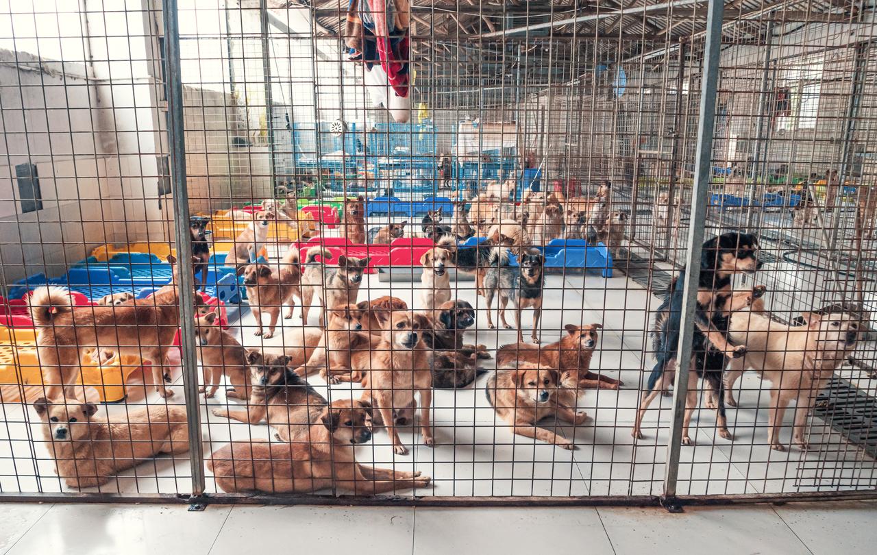 Dogs gather inside a fenced enclosure at an animal shelter. (Adobe Stock Photo)