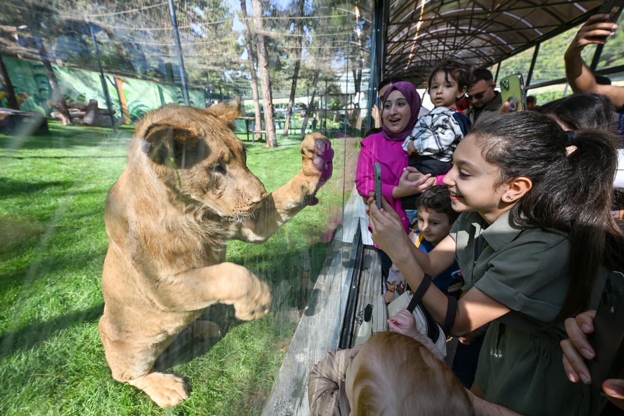 Children observe lion at close range behind protective glass enclosure on the newly opened Predator Island at Gaziantep Wildlife Park in Gaziantep, Türkiye. (AA Photo)