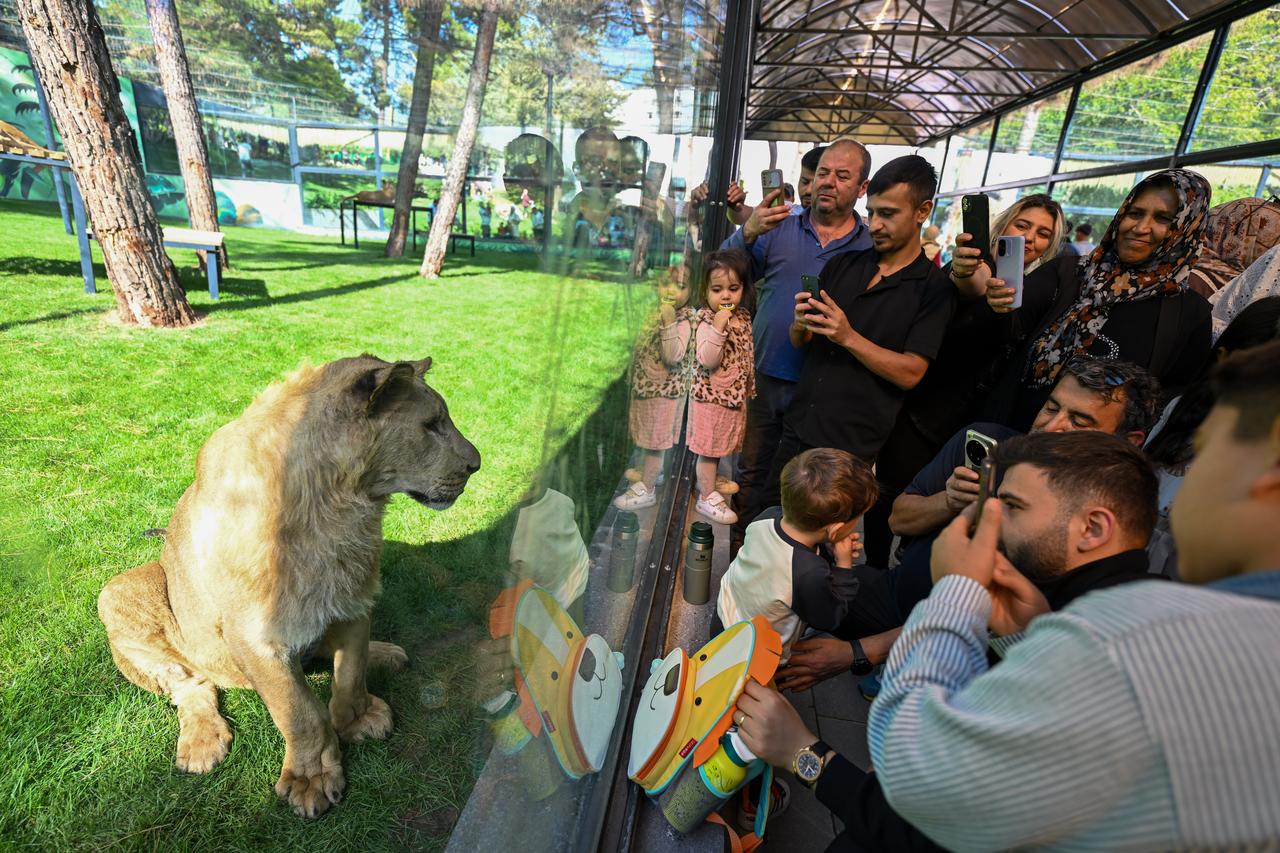 Children observe lion at close range behind protective glass enclosure on the newly opened Predator Island at Gaziantep Wildlife Park in Gaziantep, Türkiye. (AA Photo)