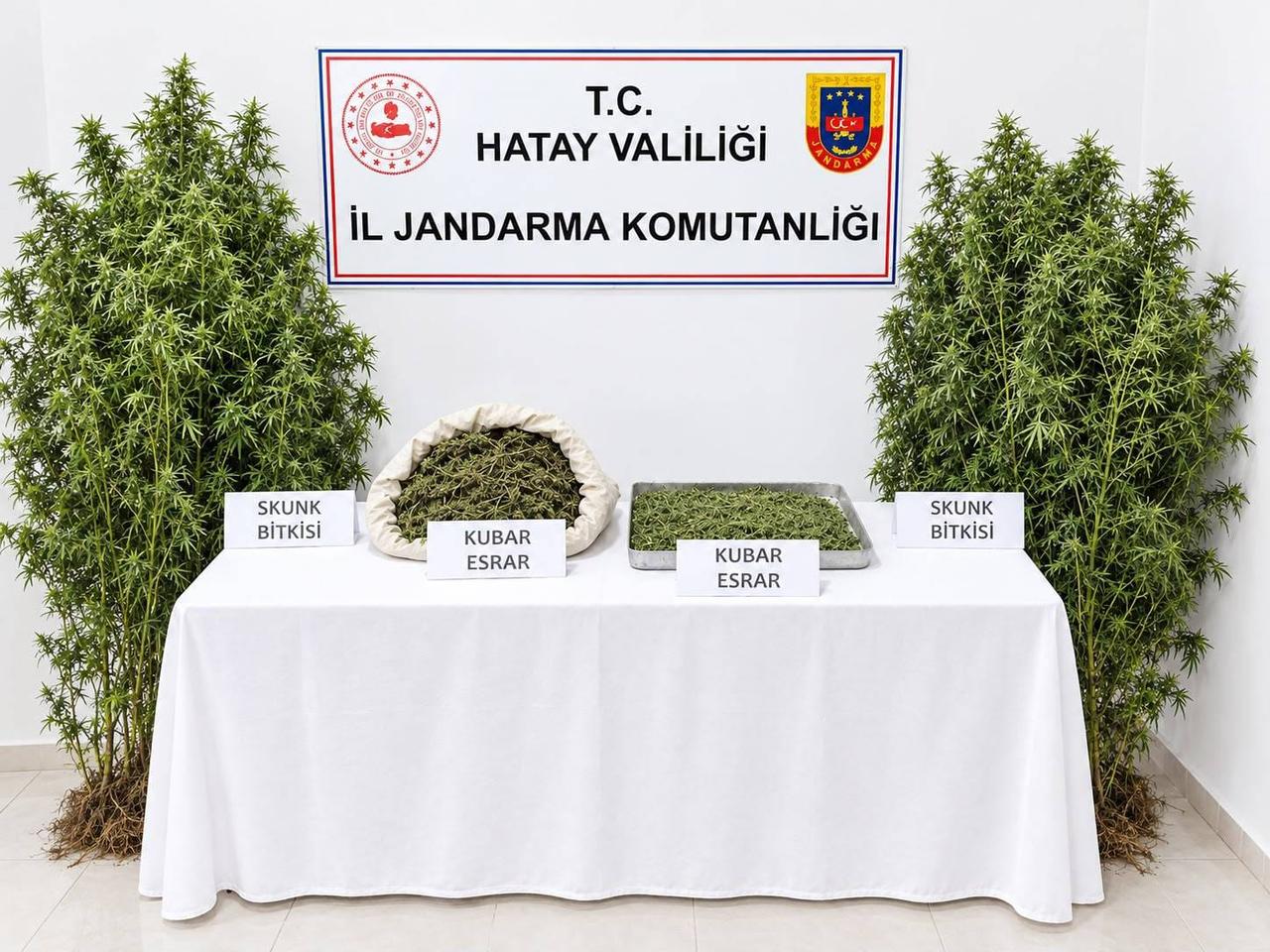 Cannabis plants and seized marijuana are displayed by the provincial gendarmerie command in Hatay, Türkiye, Oct. 14, 2026. (AA Photo)
