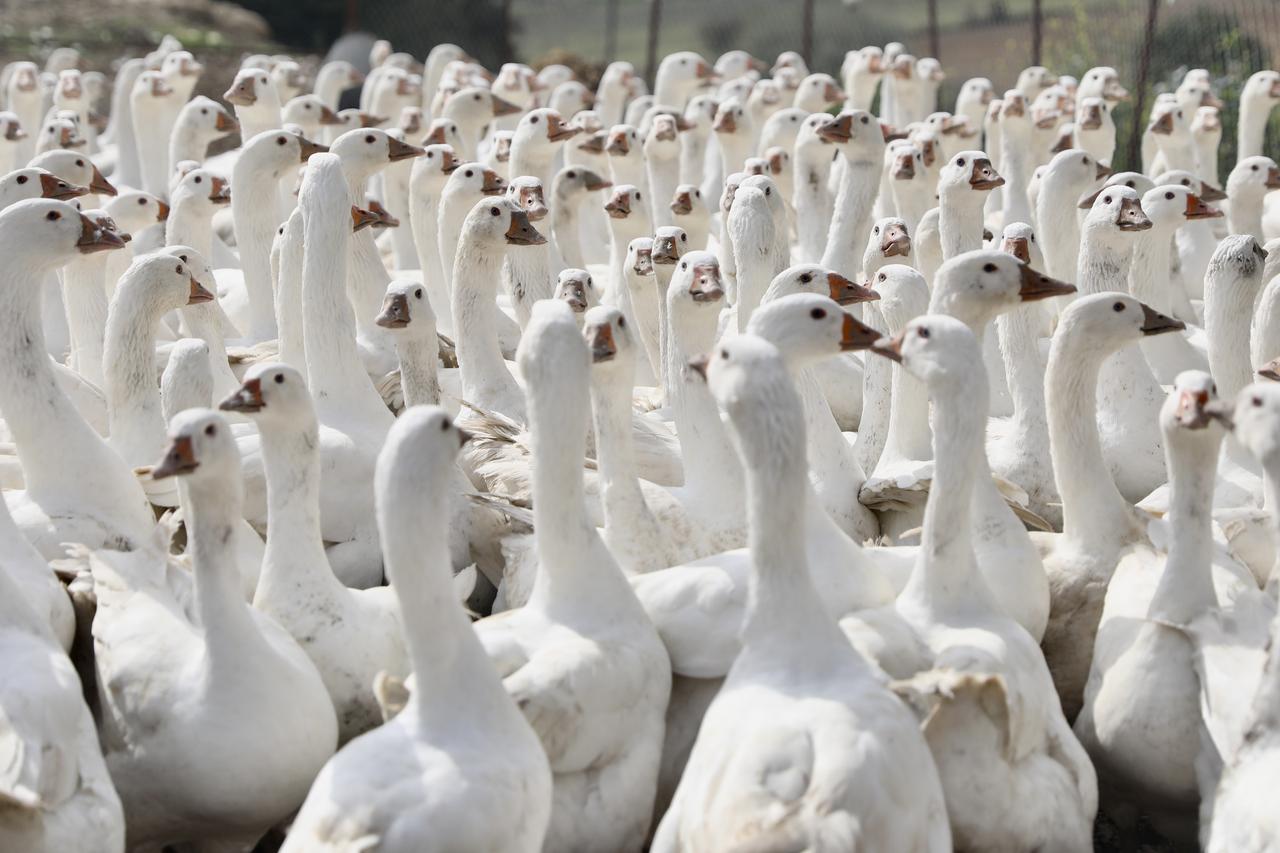 Former pet shop owners in Samsun build a farm with about 600 geese