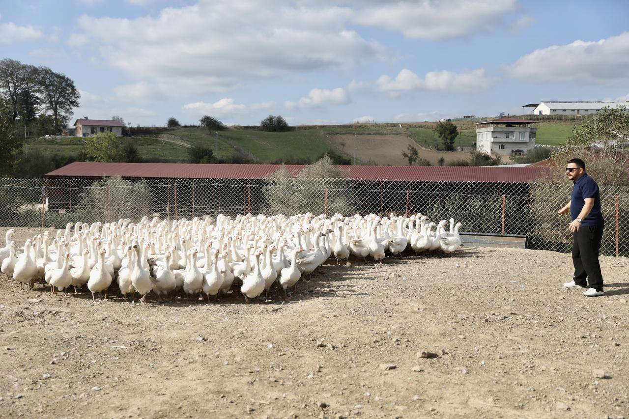 Burak Sahinkaya tends to his flock of roughly 600 breeding geese in the rural Hacili neighborhood of Samsun's Kavak district. (AA Photo)