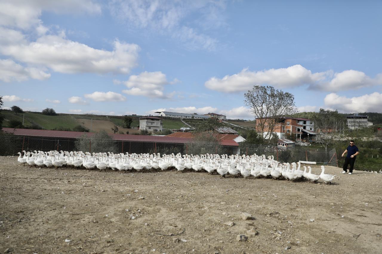 Burak Sahinkaya tends to his flock of roughly 600 breeding geese in the rural Hacili neighborhood of Samsun's Kavak district. (AA Photo)