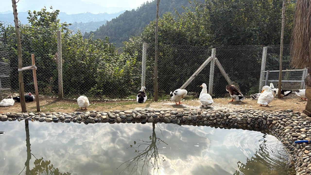 Waterfowl gather by a stone-lined pond inside the Hobby Zoo, nestled against the scenic backdrop of Isirlik Nature Park in Rize. (AA Photo)