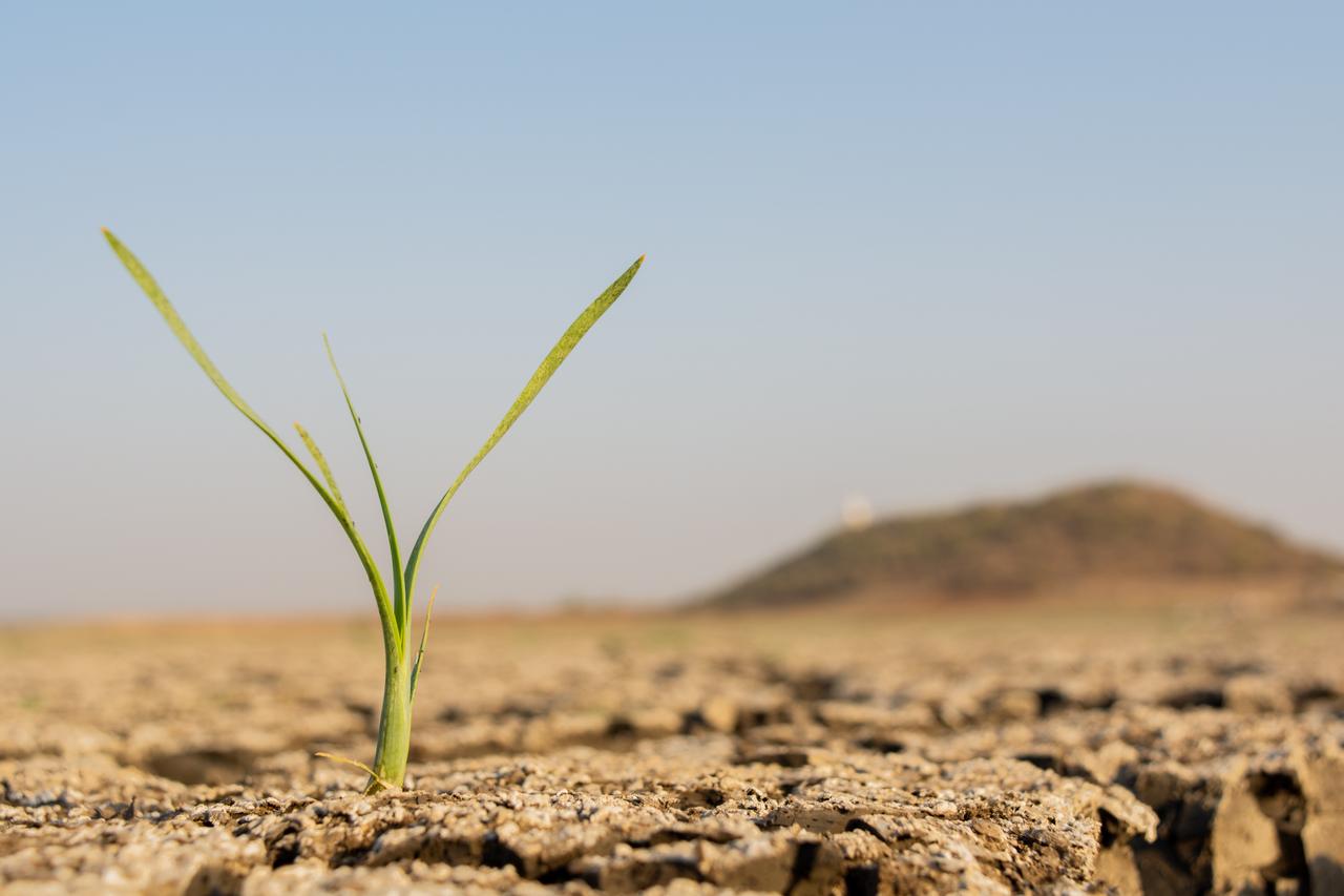 Can plants adapt fast enough to survive a warming climate?