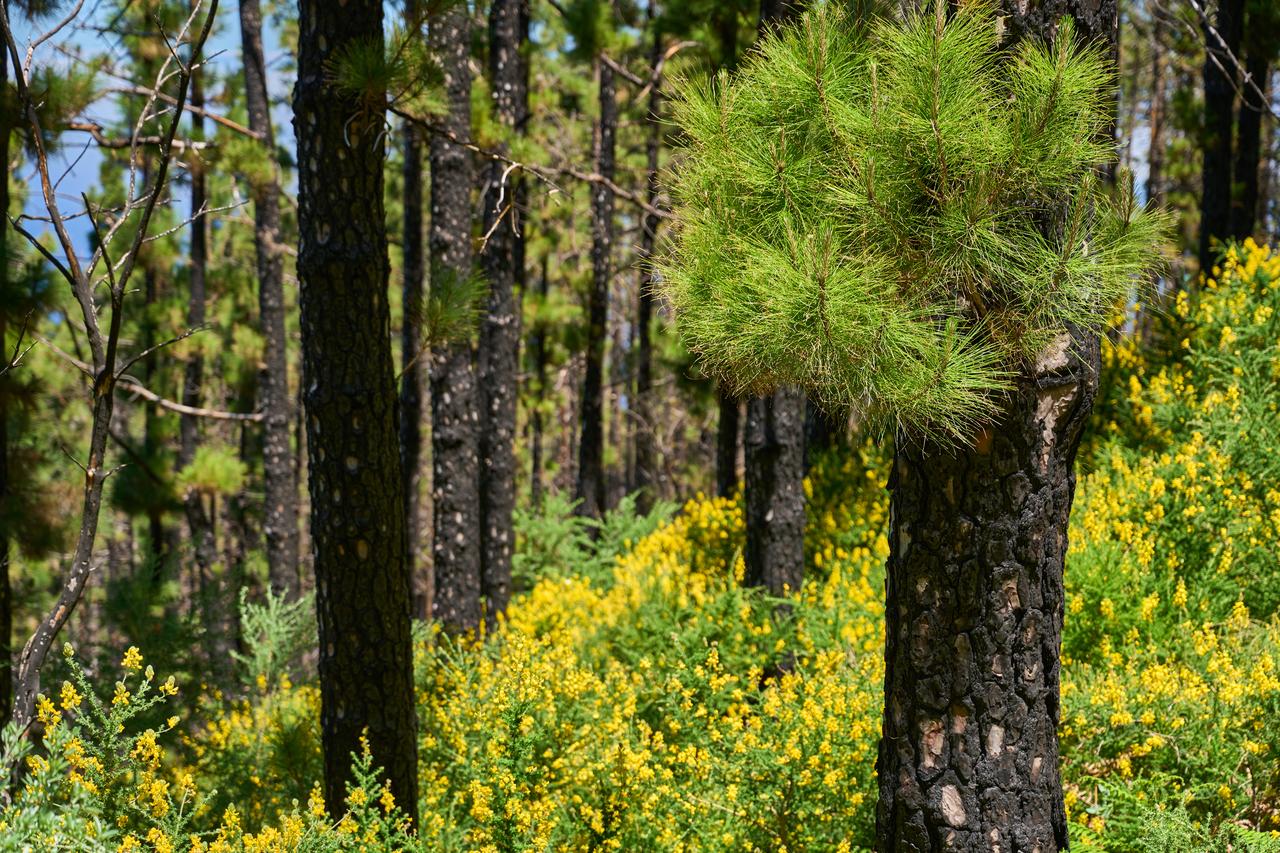 Charred Canary pine trunks resprout green needles after a wildfire. (Adobe Stock Photo)