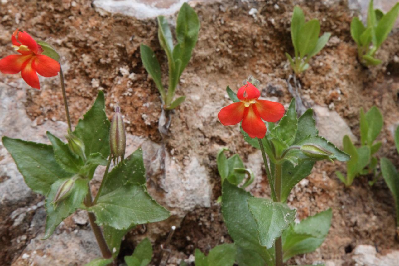 scarlet monkeyflower bloom on rocky ground. (Adobe Stock Photo)