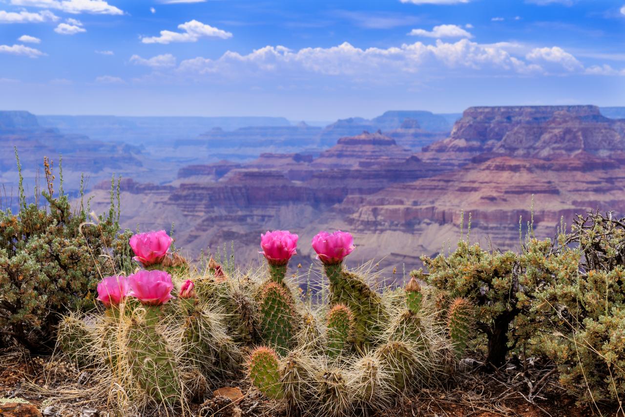Pink cactus flowers bloom along the rim of the Grand Canyon in Arizona, U.S. (Adobe Stock Photo)