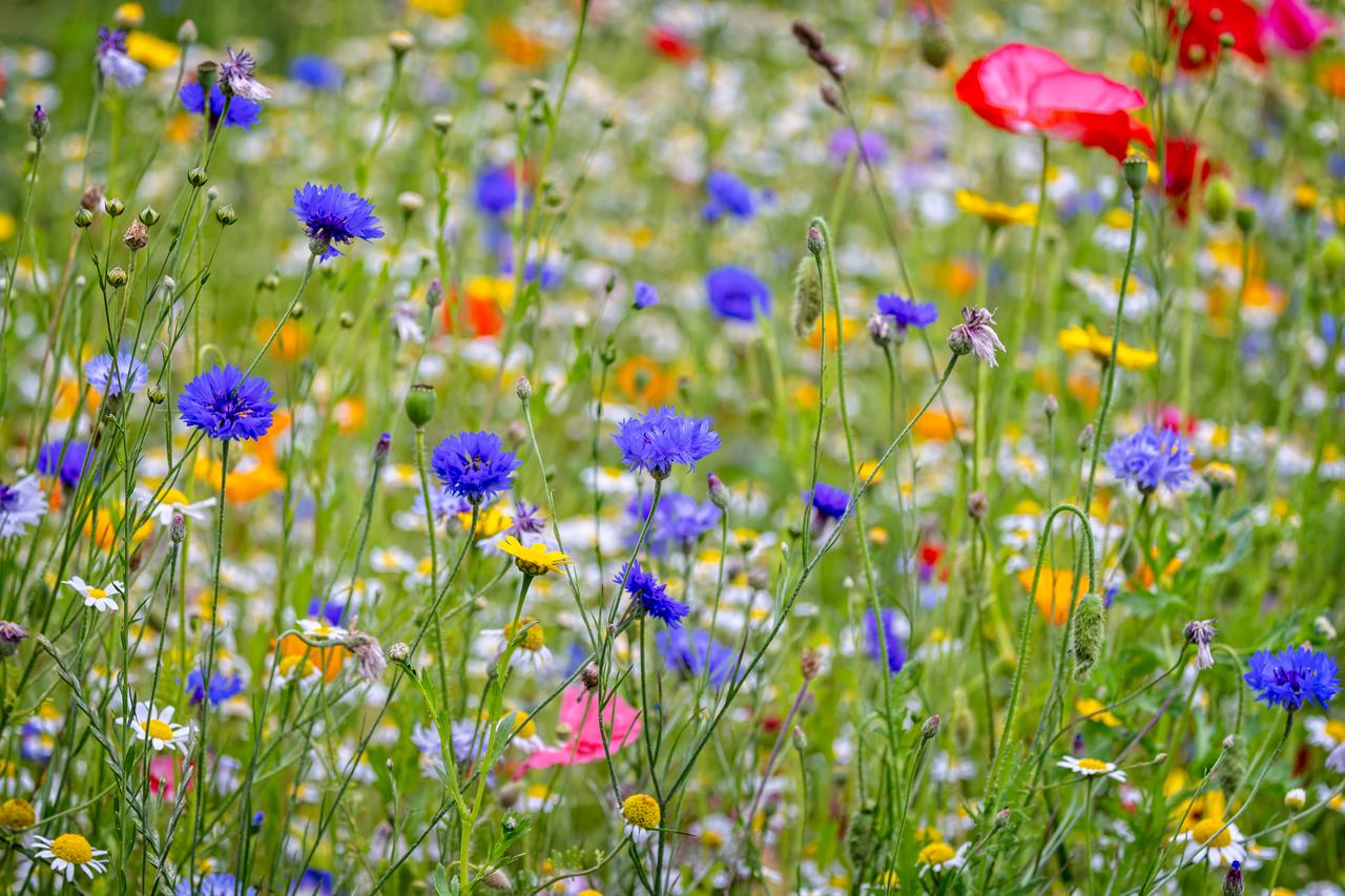Colorful wildflowers, including blue cornflowers, red poppies and white daisies, bloom in a meadow. (Adobe Stock Photo)