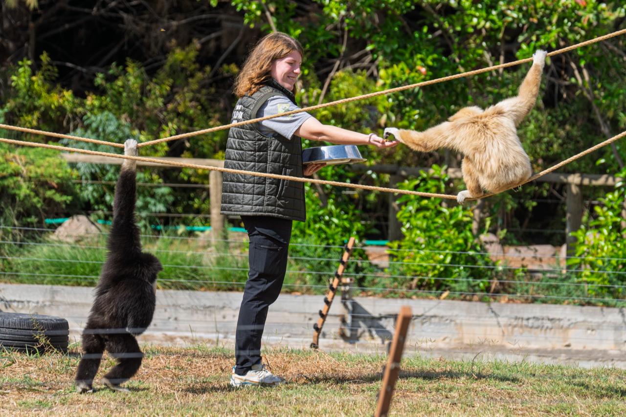 Keeper moves across Türkiye to stay with gibbons she cared for for years