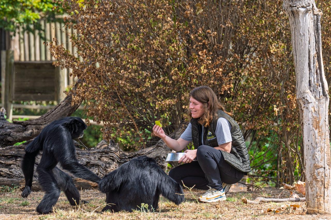 Animal keeper Tugce Nur Bostanci feeds gibbons at Izmir Wildlife Park after moving from Kocaeli to stay with the animals she had cared for for years, Izmir, Türkiye, Oct. 3, 2026. (AA Photo)
