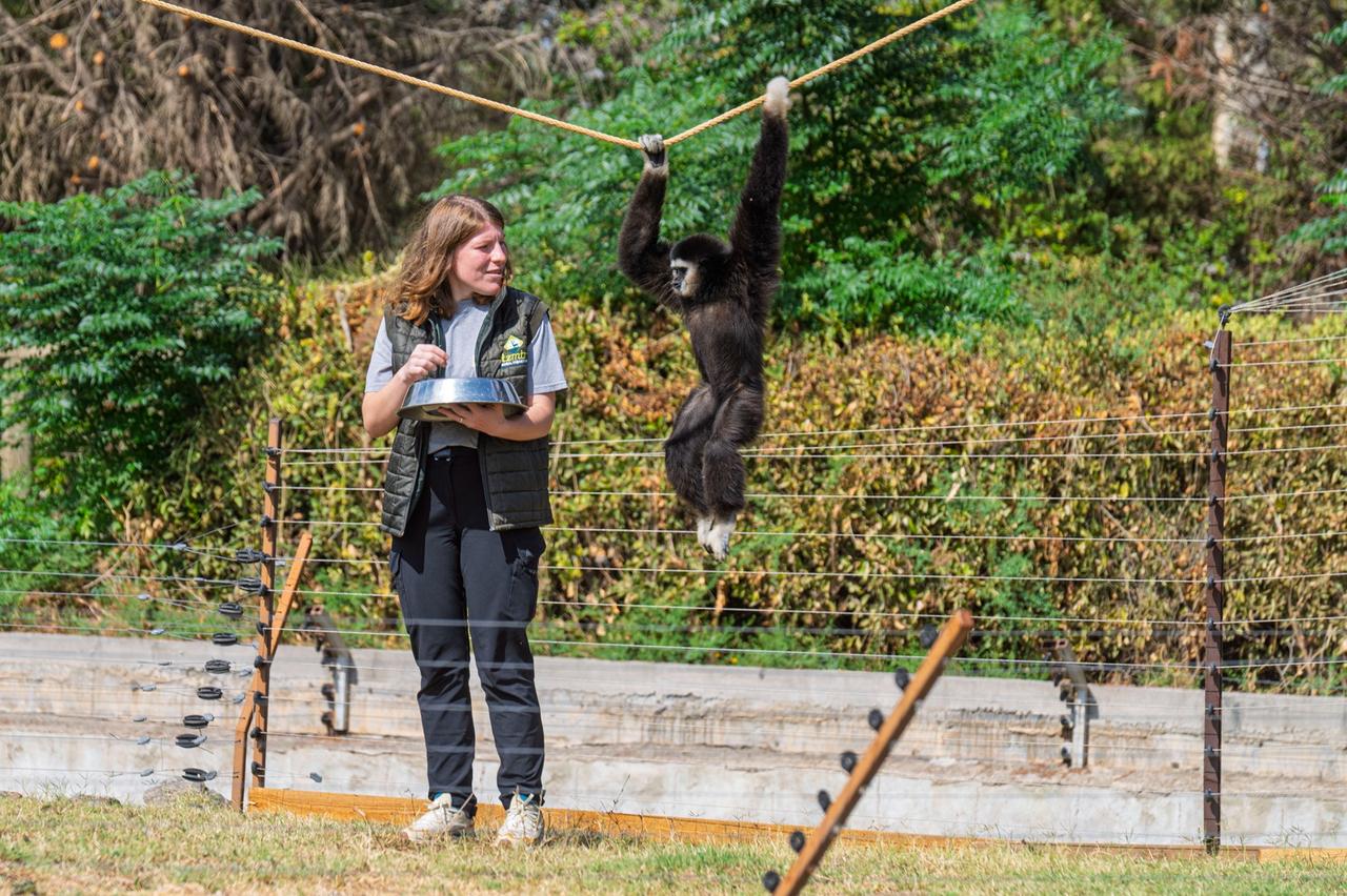 Animal keeper Tugce Nur Bostanci stands beside a gibbon at Izmir Wildlife Park after relocating to Izmir to continue caring for four gibbons transferred from a closed private zoo in Kocaeli, Türkiye, Oct. 3, 2026. (AA Photo)