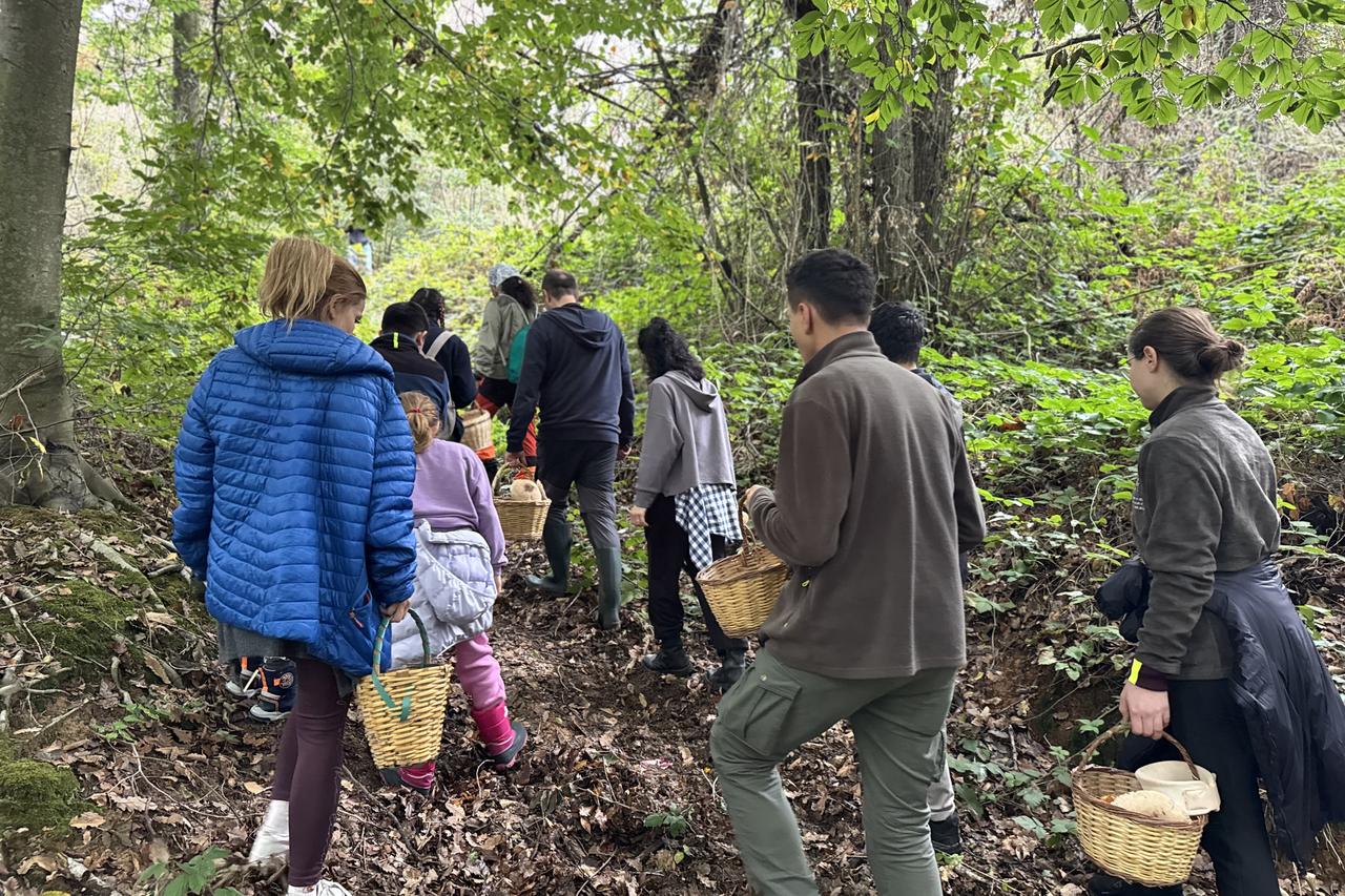 Istanbul foragers hunt the emperor’s mushroom, and dodge its deadly twin