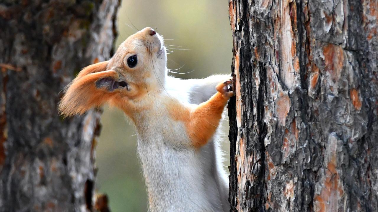 Red squirrels and a hungry fox bring Kars’ Sarikamis to life after rain
