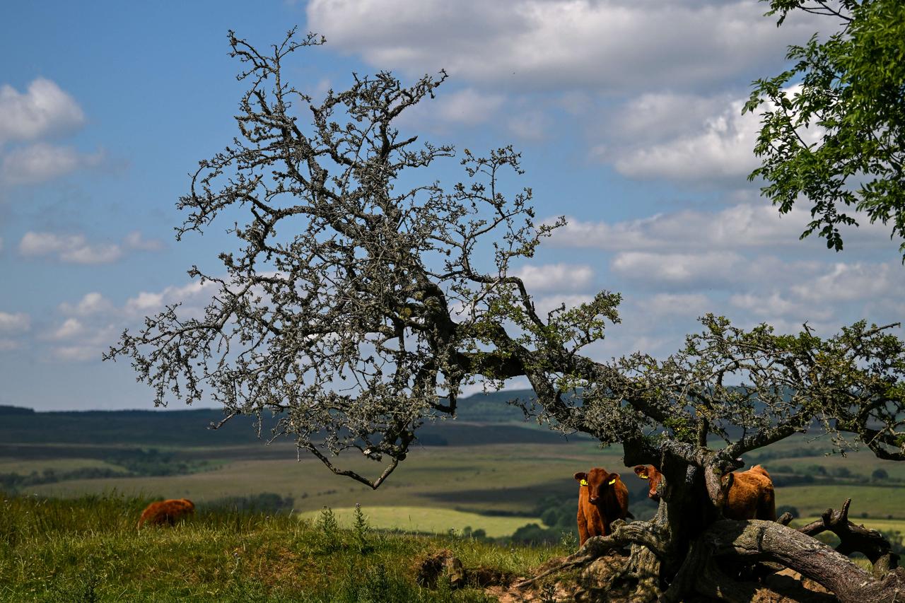 UK charity raises $40M to turn historic English estate into wildlife sanctuary