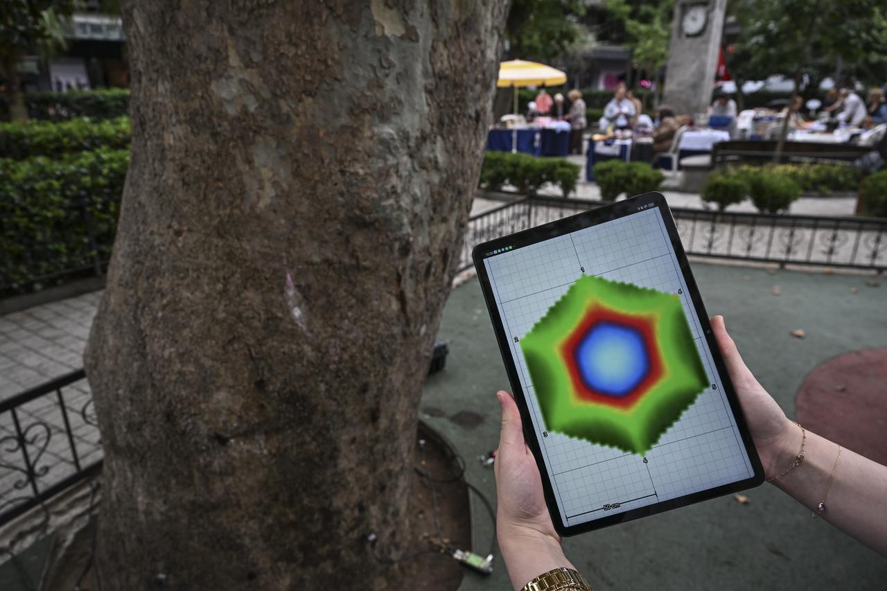 A tomography scan showing the internal structure of a century-old tree is displayed on a tablet during an inspection in Istanbul, Türkiye, Oct. 4, 2026. (AA Photo)