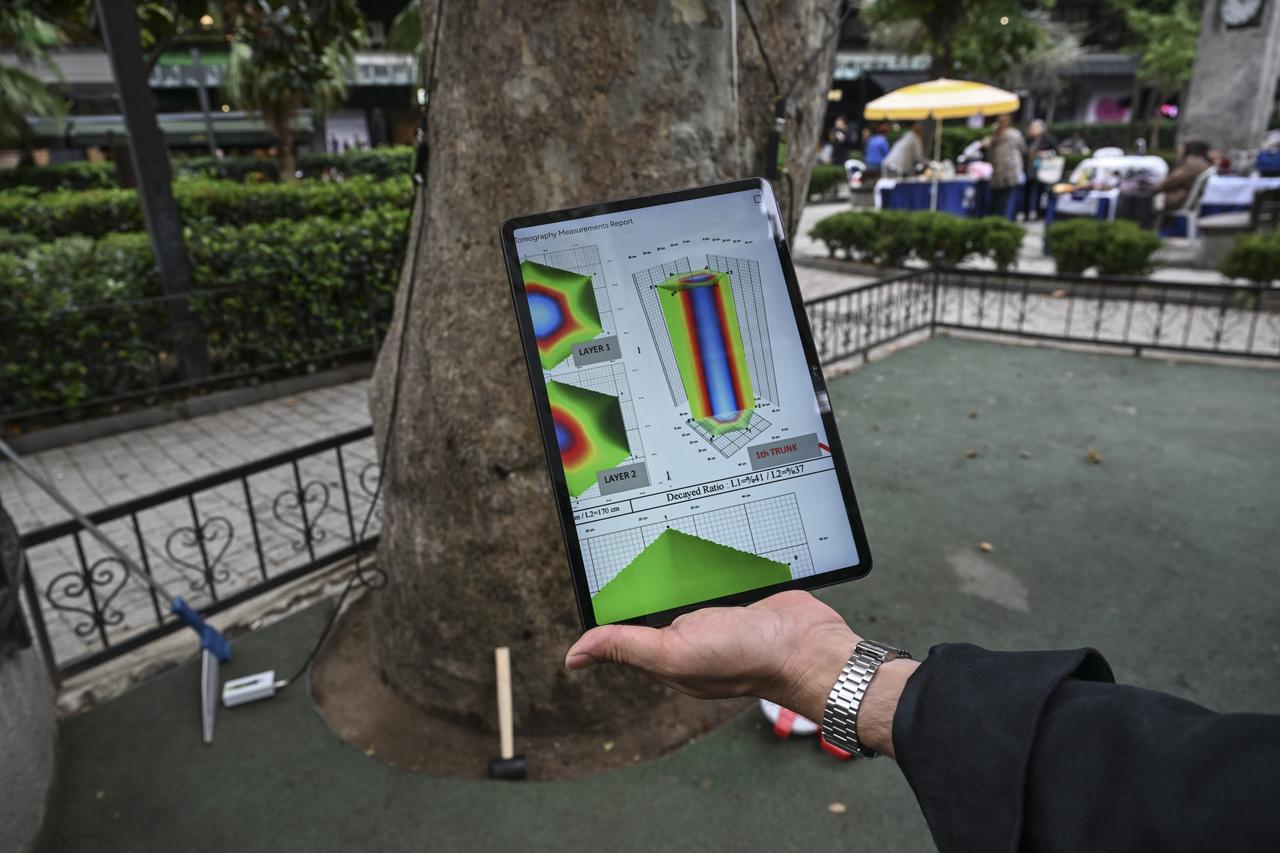 An expert displays tomography results showing the internal condition of a century-old tree during an inspection in Istanbul, Türkiye, Oct. 4, 2026. (AA Photo)