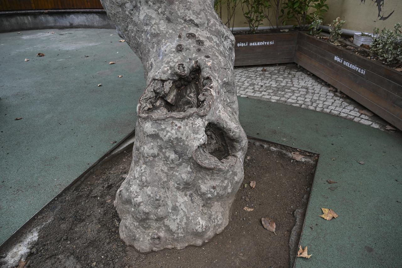 1. Visible cavities and decay are seen in the trunk of a century-old tree undergoing inspection in Istanbul, Türkiye, Oct. 4, 2026. (AA Photo)