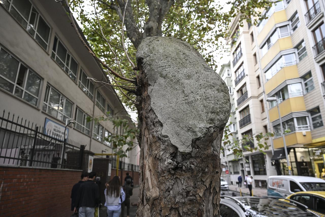 Visible cavities and decay are seen in the trunk of a century-old tree undergoing inspection in Istanbul, Türkiye, Oct. 4, 2026. (AA Photo)