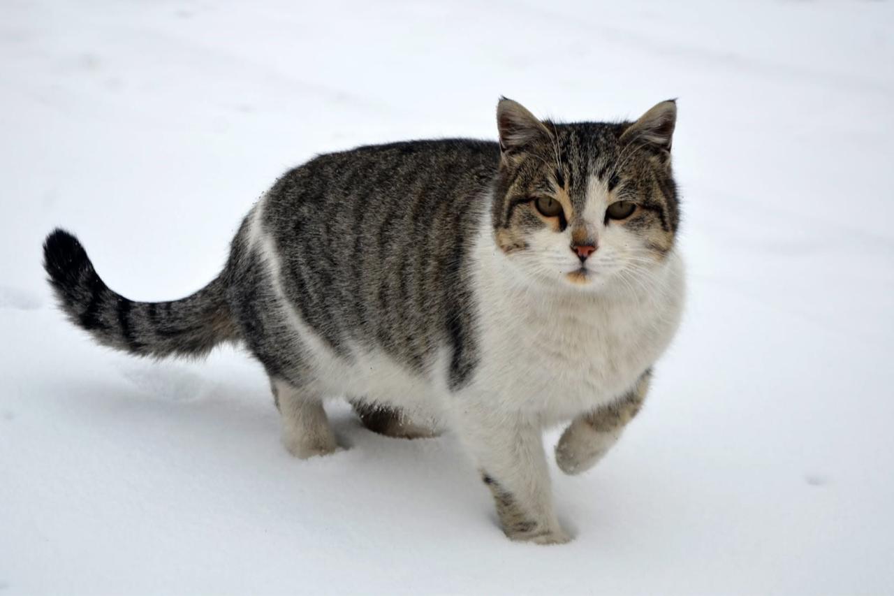 10,000 cats wanted: How Russian traders turned to eastern Anatolia in 1923