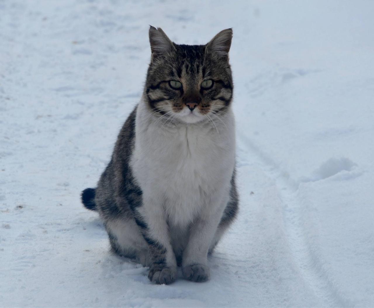 A cat from eastern Anatolia stands in the snow, a region whose cold-resistant cats were reportedly sought by Russian merchants in 1923 to help combat rat infestations. (IHA Photo)