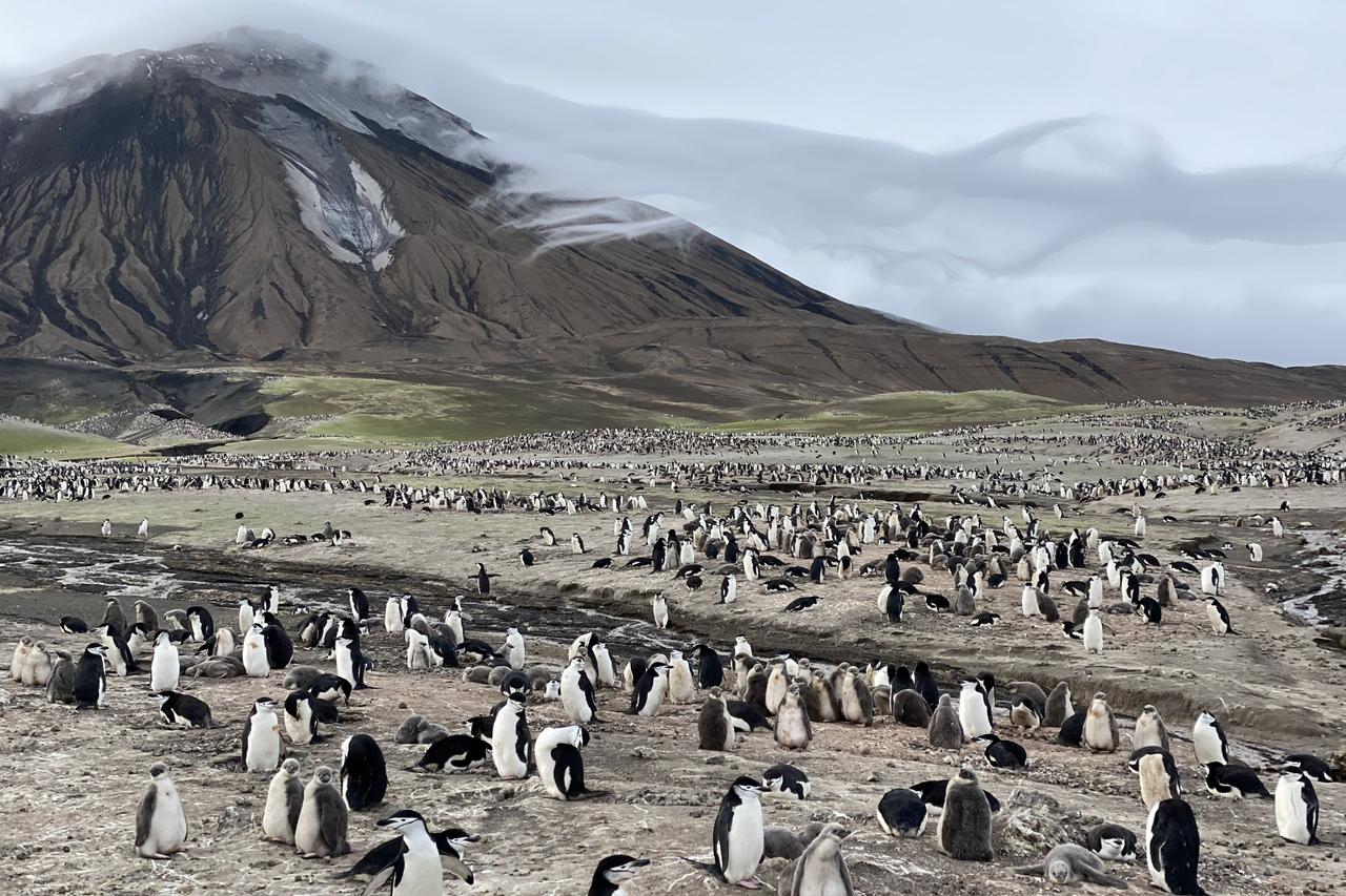 What happened to 680,000 penguins? New study points to climate change