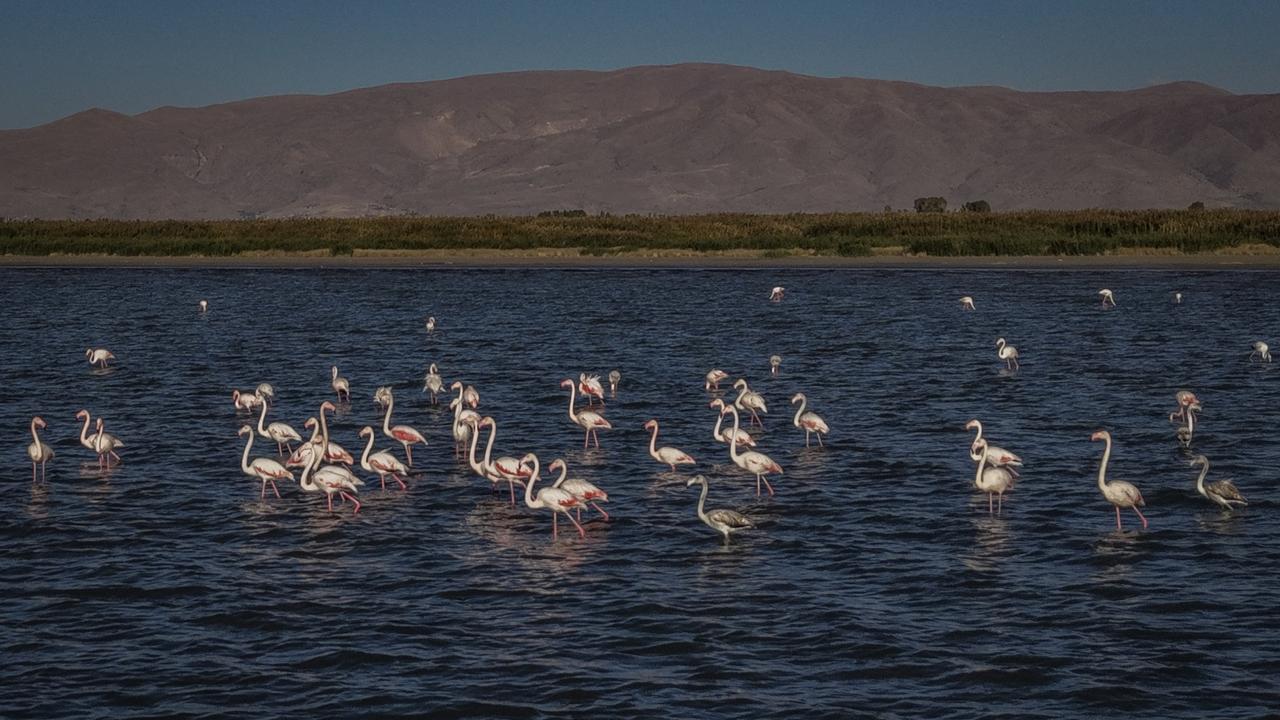 Pink wings take over shores of Lake Van