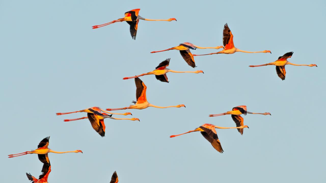 287,000 birds, 74 species: A winter snapshot from Türkiye's wetlands