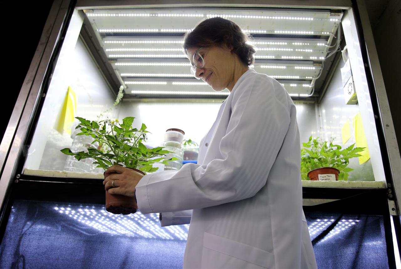 Assoc. Prof. Rengin Ozgur Uzilday holds a plant sample inside a controlled growth chamber used for microgravity-related and stress-resilience experiments at Ege University, Izmir, Türkiye, Feb. 11, 2026. (AA Photo)