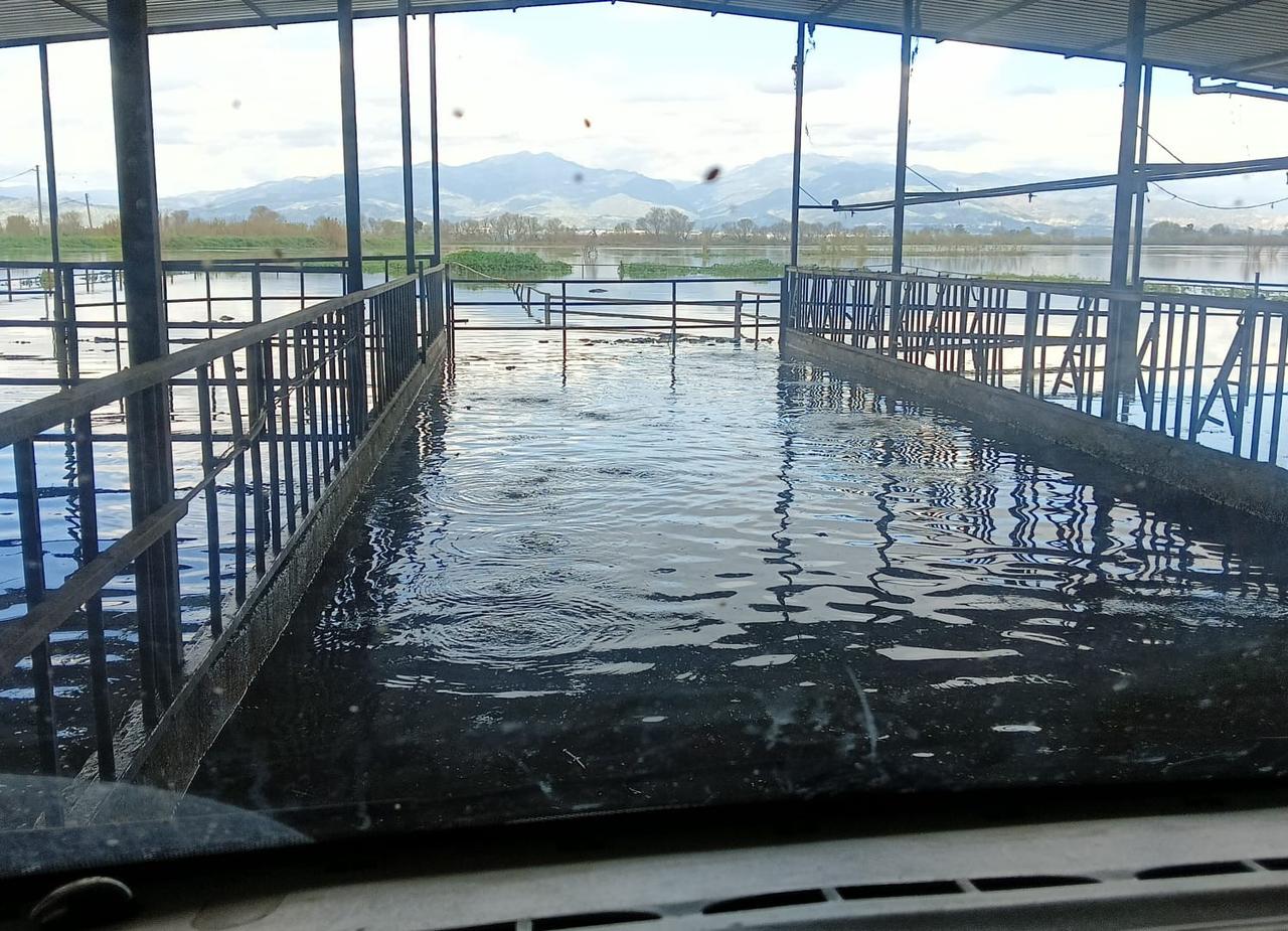 Floodwaters cover agricultural land after heavy rainfall in Aydin, Türkiye. (IHA Photo)
