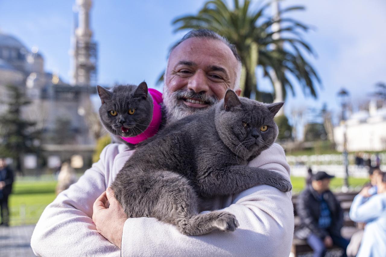 Two Istanbul furballs are city's newest tour guides