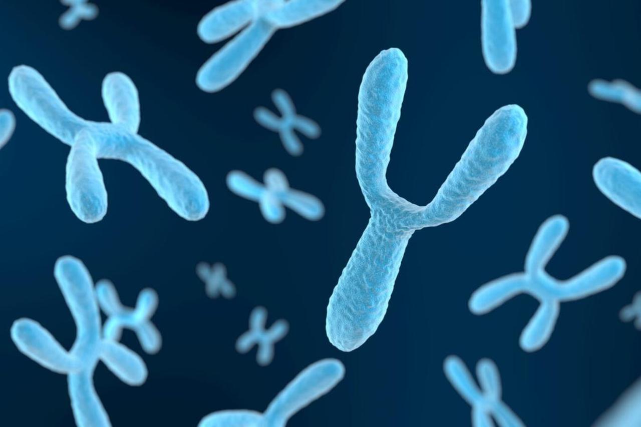 Scientists connect age-related Y chromosome loss to shorter male lifespan