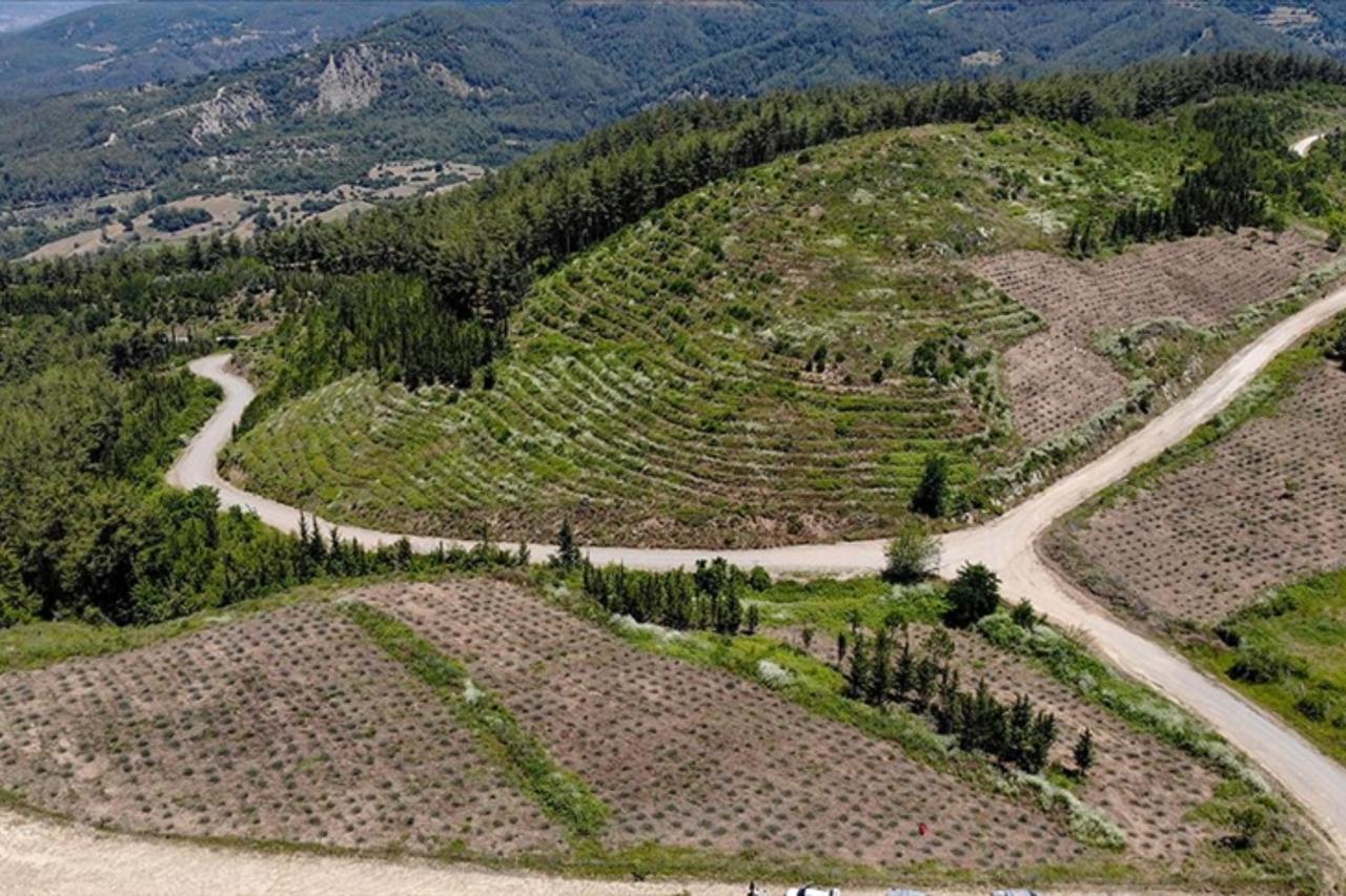 Amazon commits €1.5M to restore earthquake-hit ecosystems in Türkiye