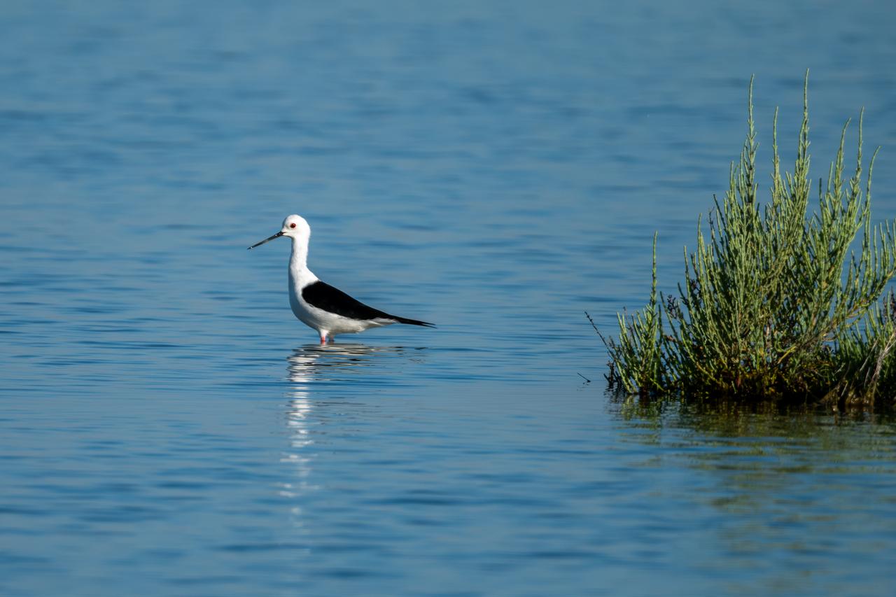 Global pit stop: Türkiye’s wetlands draw migratory birds