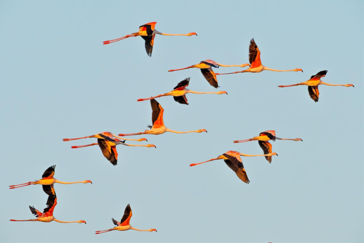 A flock of flamingos flies over a wetland in Türkiye, highlighting the role of the country’s wetlands as major stopover points along international bird migration routes. (AA Photo)