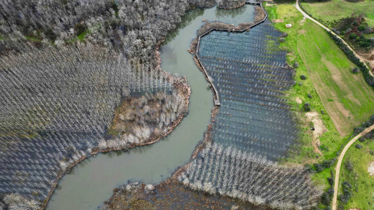 Step into Türkiye’s magical Acarlar floodplain forest