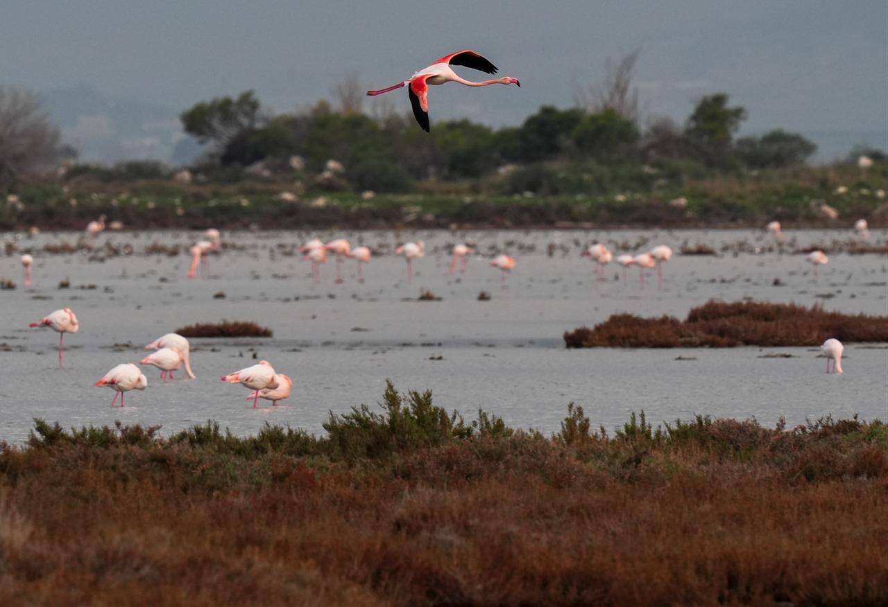 Flamingos are seen at one of Türkiye's most important wetlands, the Gediz Delta which is under threat to its biodiversity due to pollution in the Gediz River that feeds the delta and drought linked to global climate change in Izmir, Türkiye, Jan. 30, 2026. (AA Photo)