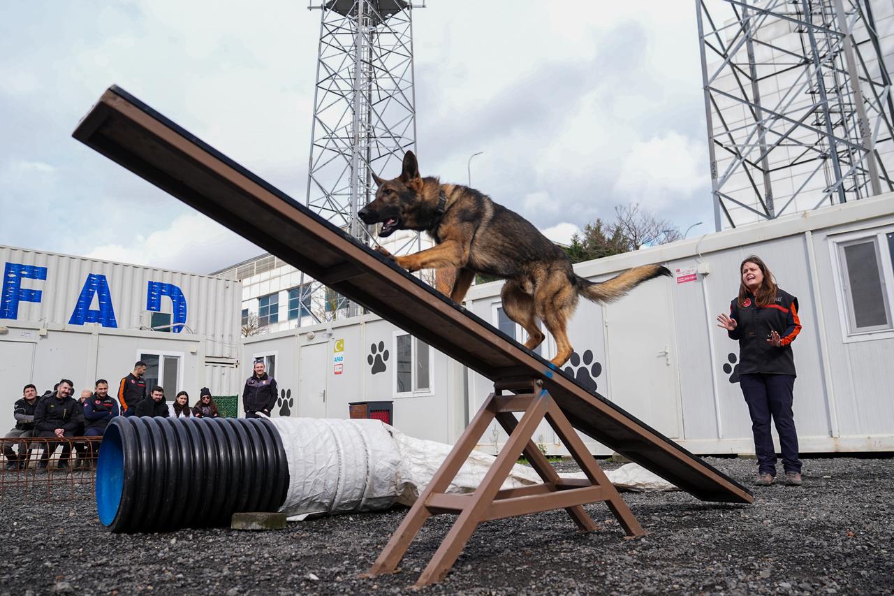 From homes to rubble: Istanbul trains dogs for disaster rescues