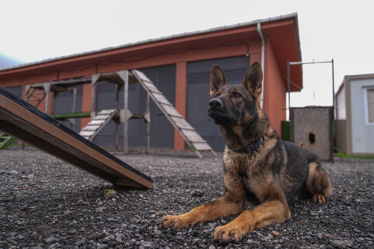 Nineteen dogs receive search and rescue training from Türkiye’s Disaster and Emergency Management Authority (AFAD) Istanbul Unit Directorate staff and trainers from 6 district municipalities, as part of a project initiated by the Istanbul Governorship  in Istanbul, Türkiye, on February 07, 2026. (AA Photo)