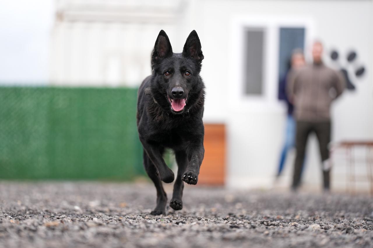 Nineteen dogs receive search and rescue training from Türkiye’s Disaster and Emergency Management Authority (AFAD) Istanbul Unit Directorate staff and trainers from 6 district municipalities, as part of a project initiated by the Istanbul Governorship  in Istanbul, Türkiye, on February 07, 2026. (AA Photo)