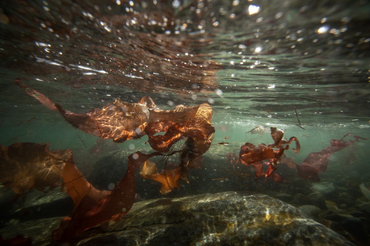 Research Assistant Gozde Yesiltas Imamoglu, a participant in the 10th National Antarctic Scientific Expedition, is carrying out her studies in Antarctica on February 15, 2026. (AA Photo)
