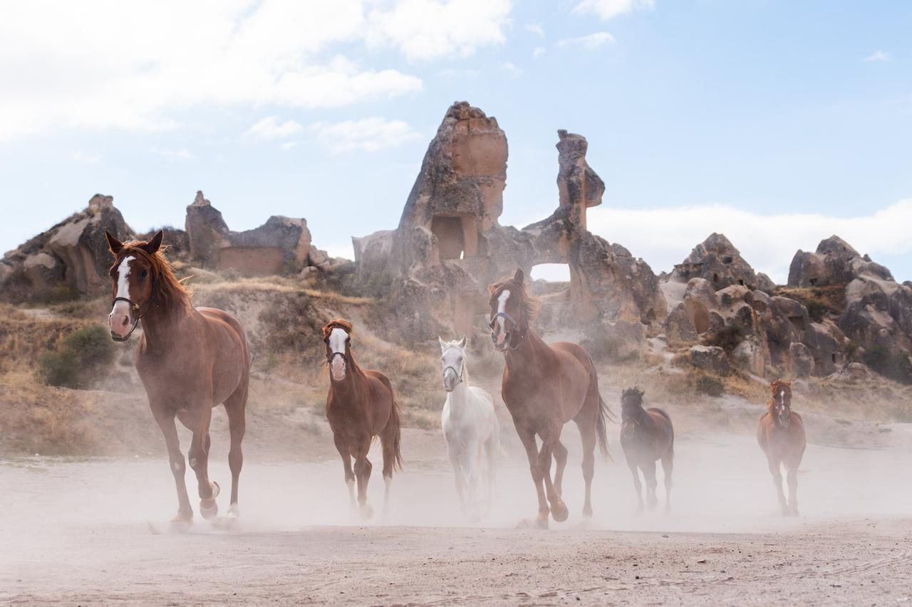 A group of horses runs across Cappadocia’s dusty terrain against a backdrop of ancient rock formations. (AA Photo)