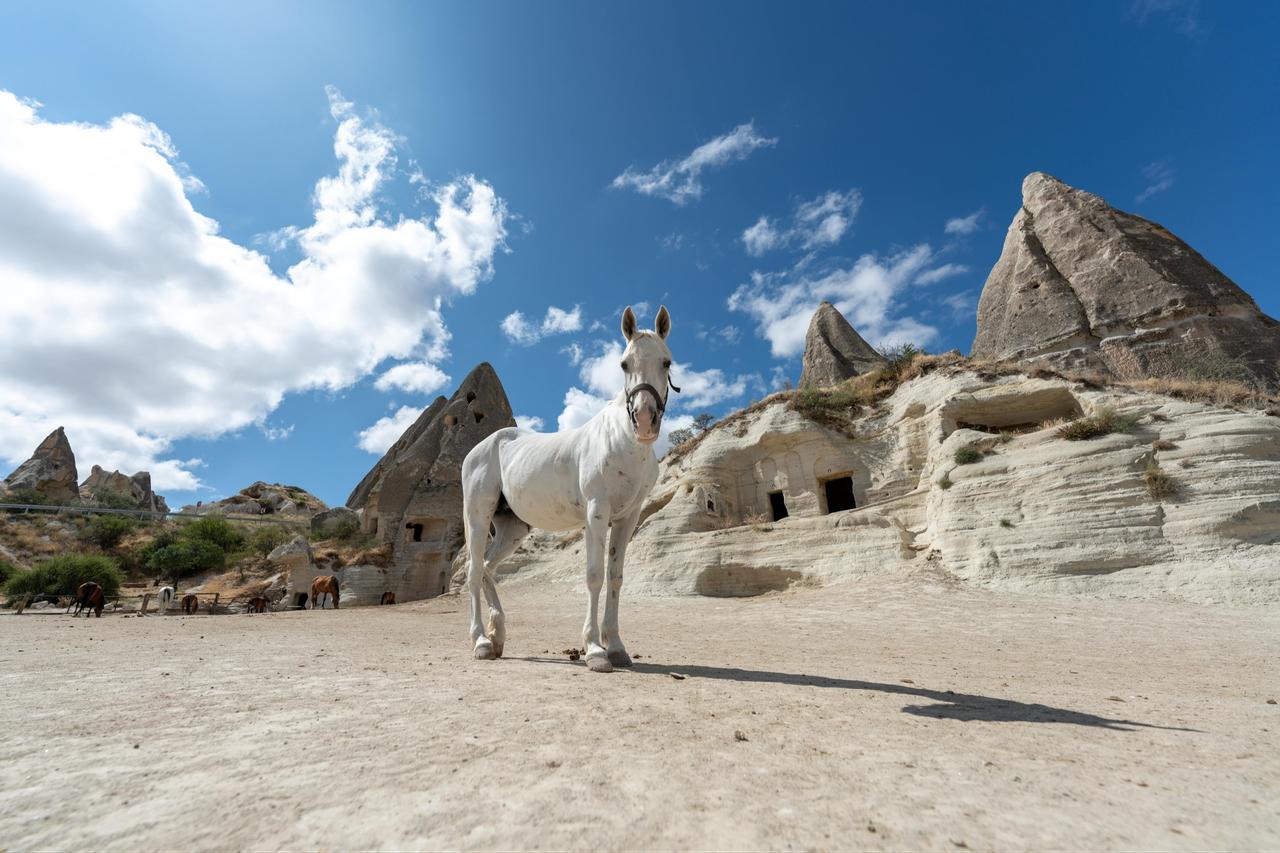 A white horse stands among Cappadocia’s rock-cut formations and cave dwellings, reflecting the region historically known as the “Land of Beautiful Horses,” in Nevsehir, central Türkiye. (AA Photo)