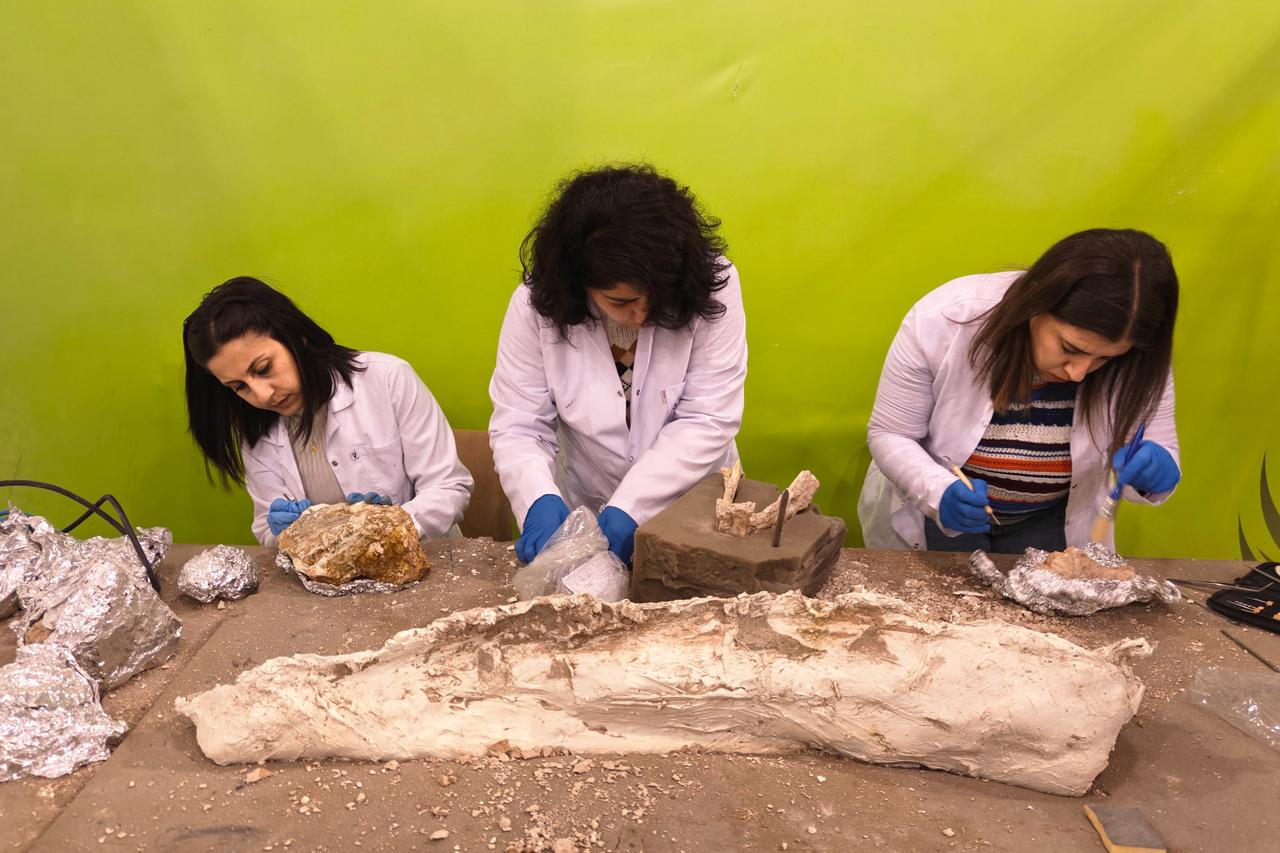New fossils rewrite timeline at 7.7-million-year-old site in central Türkiye