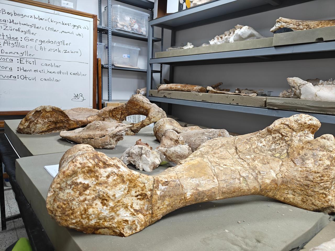 Large fossil fragments recovered during archaeological work are displayed at a research facility in Kayseri after conservation procedures, Feb. 25, 2026. (IHA Photo)